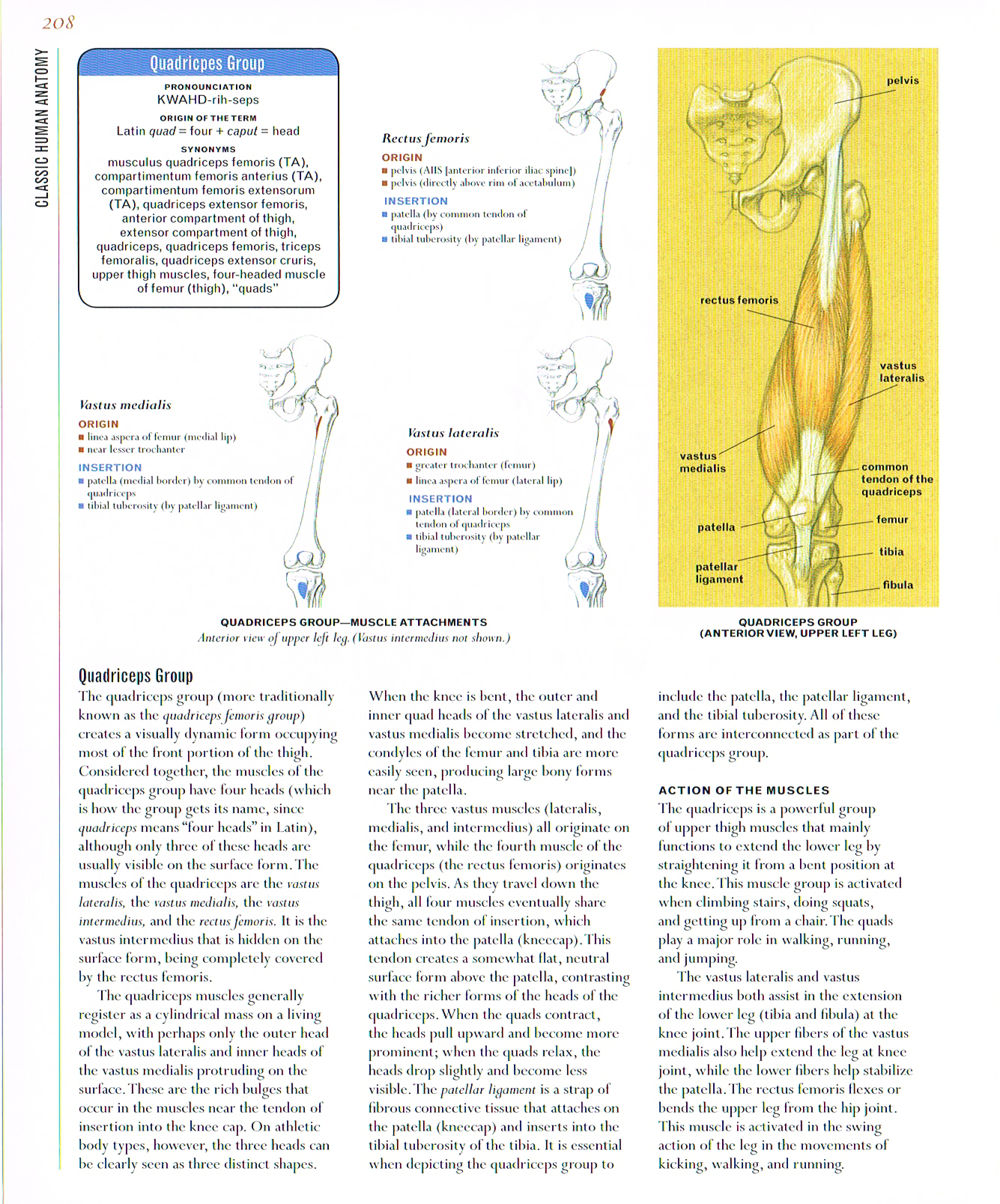 classic human anatomy,valerie l winslow,muscles of the leg, leg muscle anatomy, quadriceps drawing,vastus medialis,vastus lateralis.rectus femoris