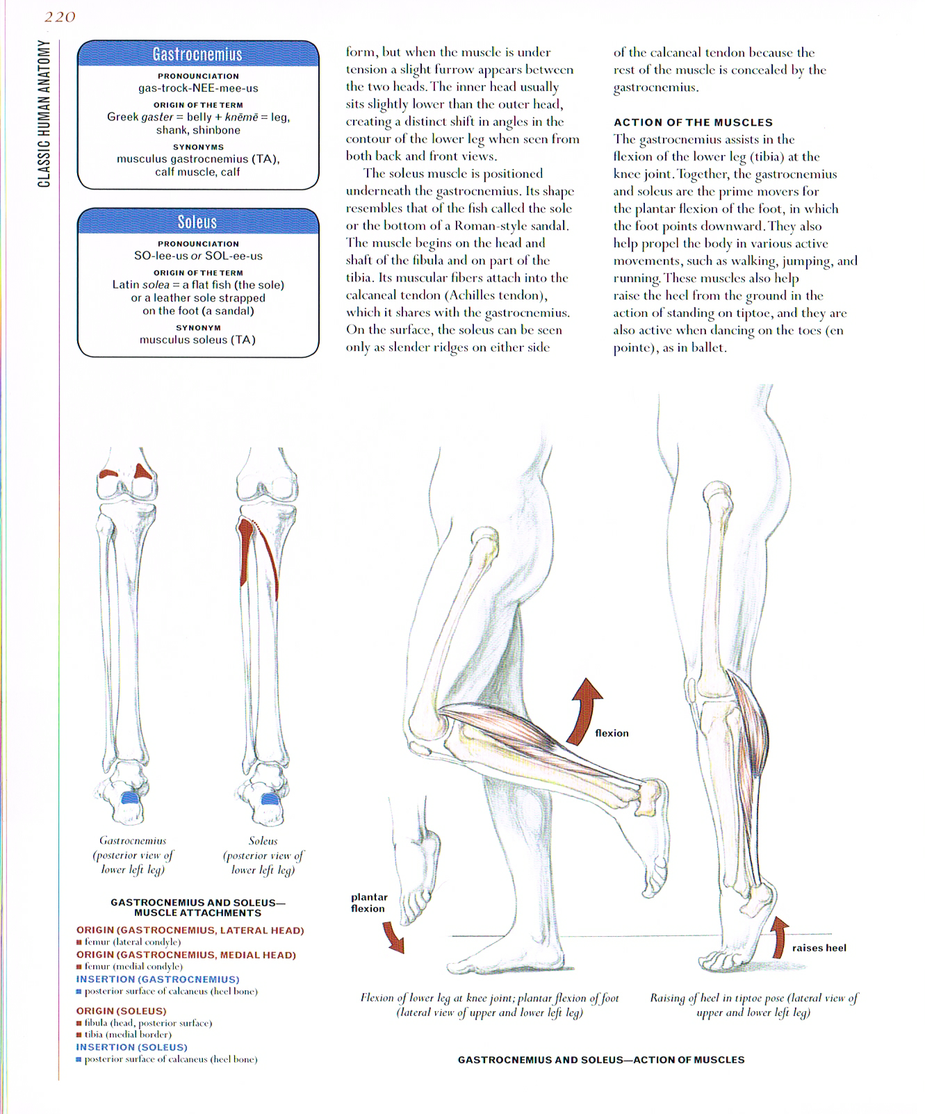 the art of classic human anatomy,classic human anatomy artbook,valerie l winslow,anatomy art,gastrocnemius muscle,soleus muscle,lower leg muscles