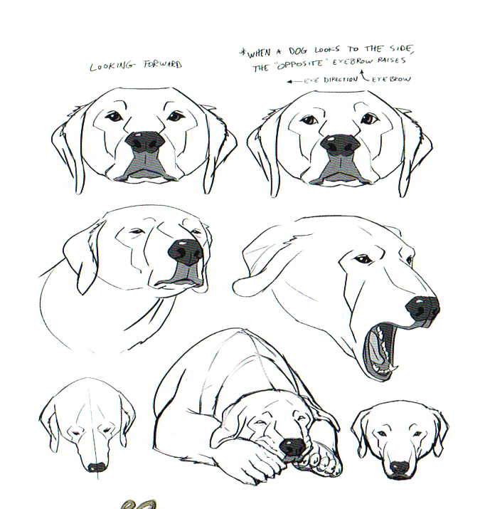 the legend of korra,the art of the legend of korra,the legend of korra concept art,the legend of korra facial expressions art,the legend of korra art,the legend of korra production art,korra anime faces,naga facial drawings,bryan konietzko korra art