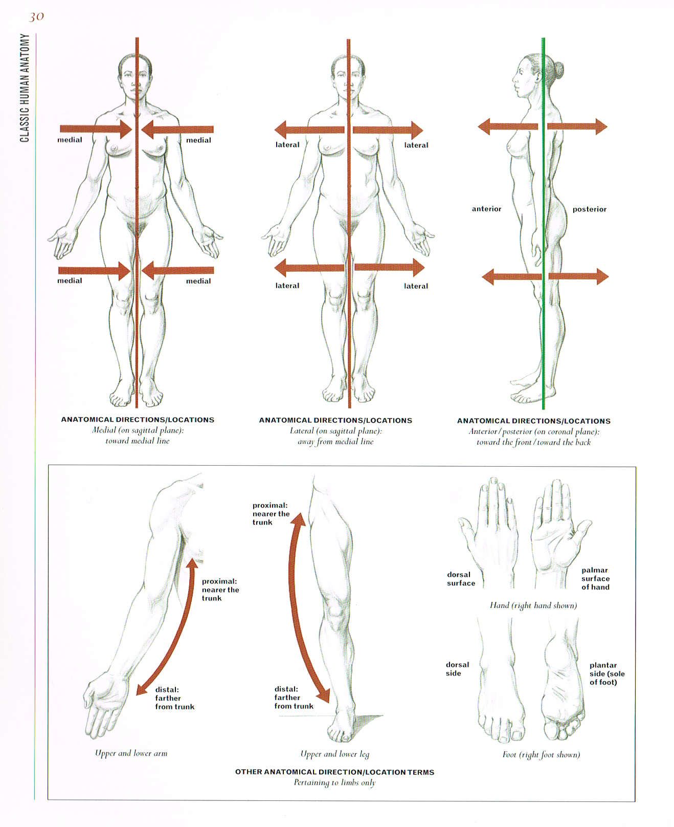 Human Skeleton Direction The Art of Classic Human Anatomy pt.2 — Art & Animation