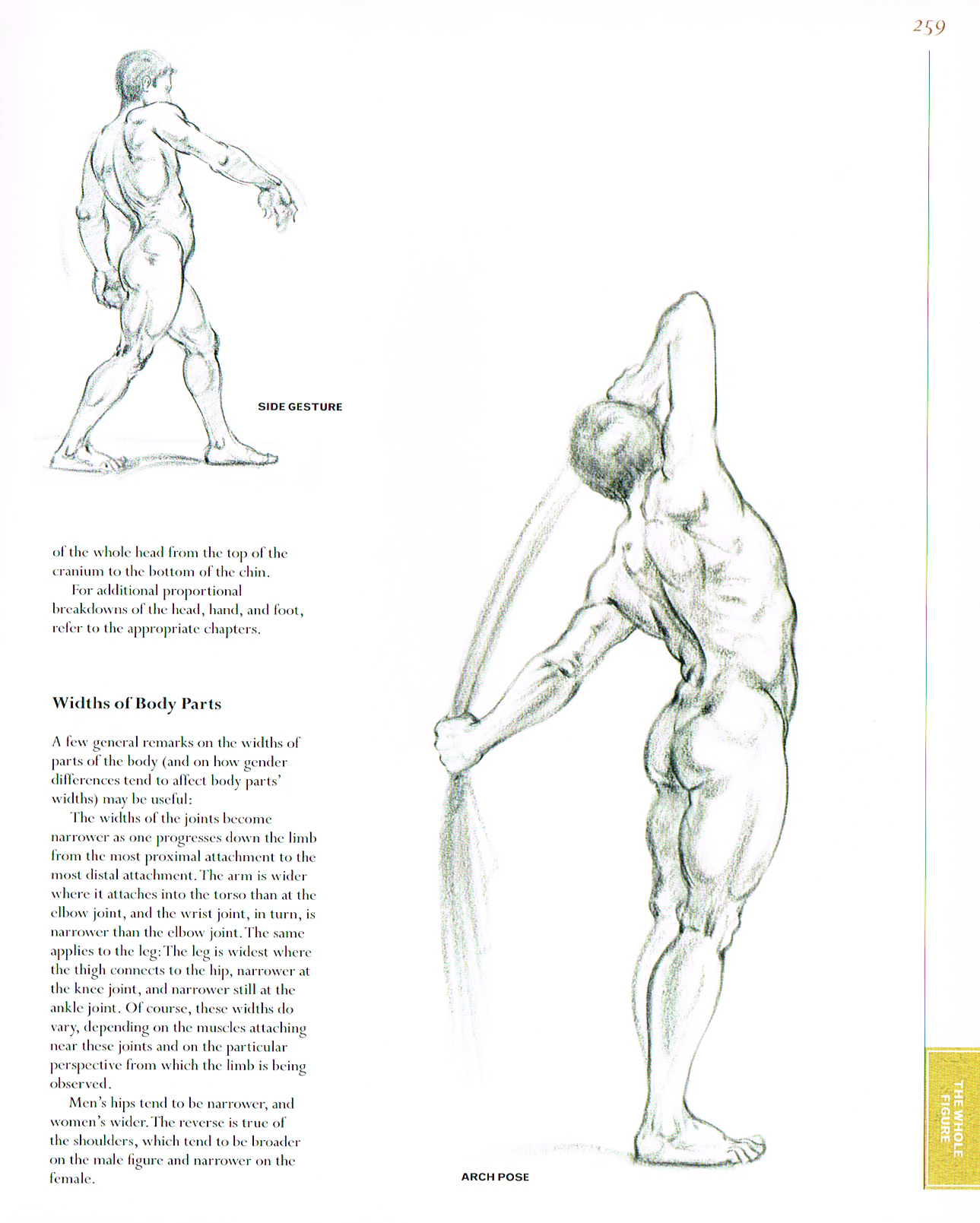 classic human anatomy,anatomy for art,anatomy drawings,anatomy proportions,widths of body parts