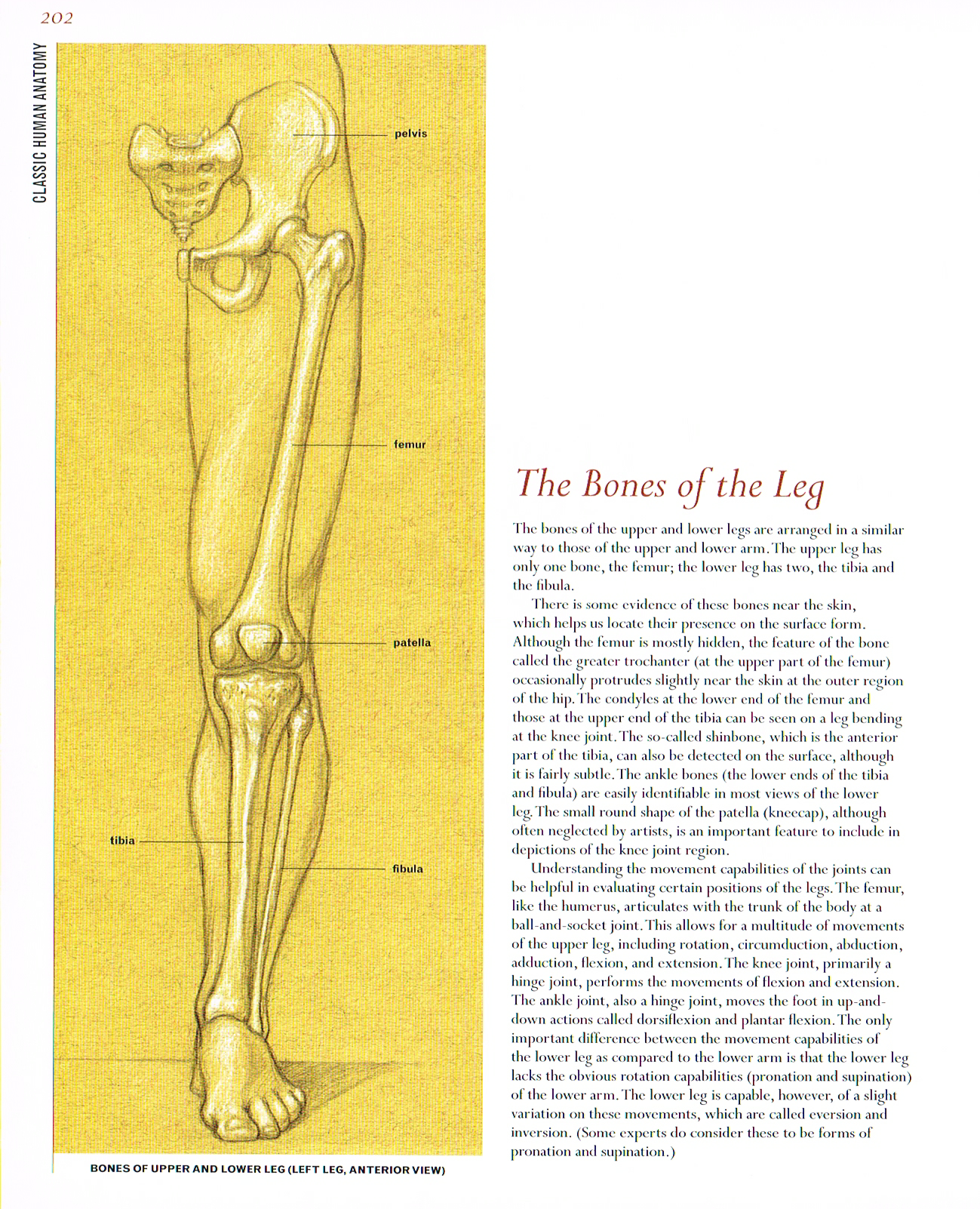 classic human anatomy,valerie l winslow,bones of the upper and lower leg, leg bones anterior view, leg anatomy, anatomy art