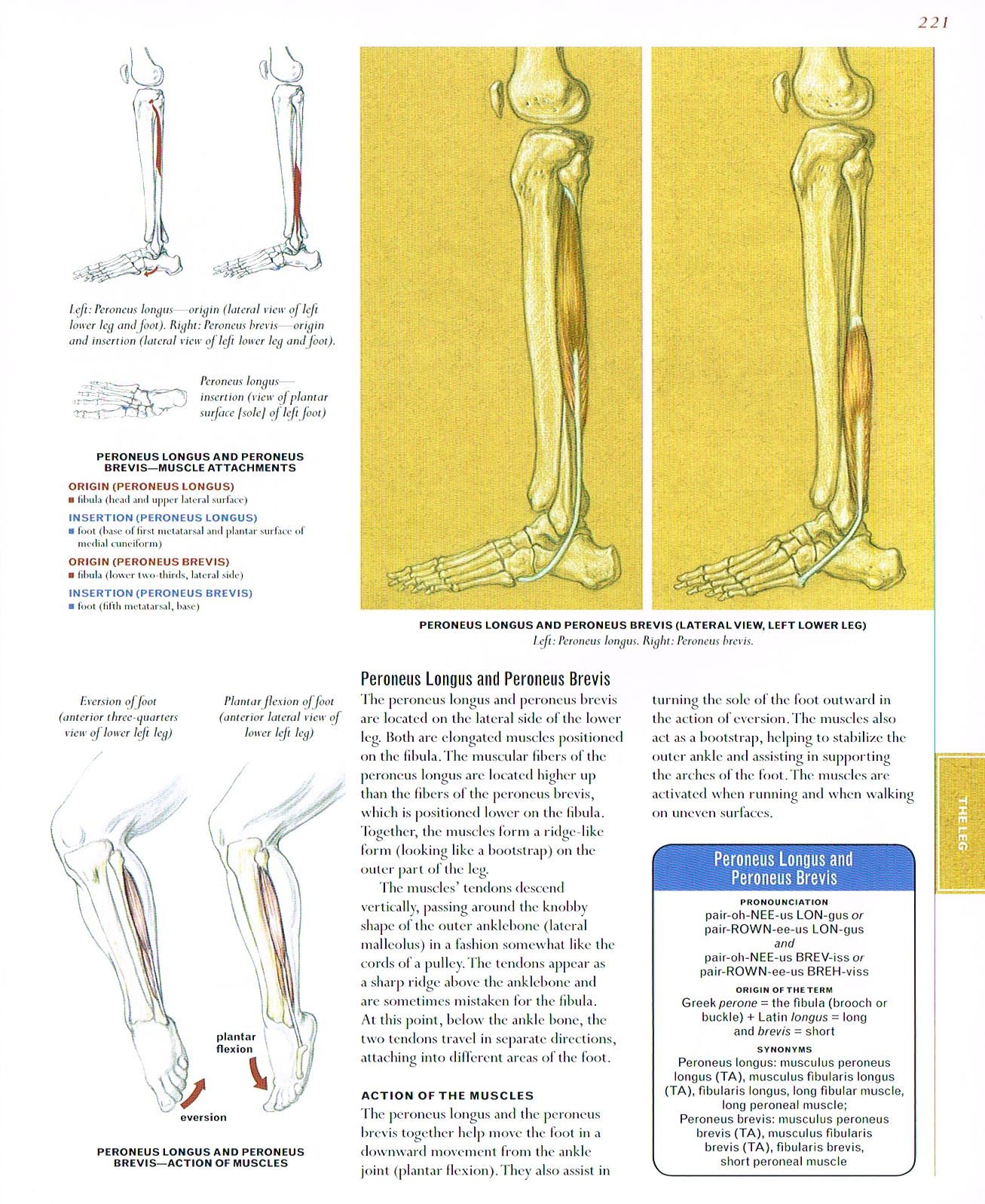 the art of classic human anatomy,classic human anatomy artbook,valerie l winslow,anatomy art,peroneus longus muscle,peroneus brevis muscle,muscles of the lower leg