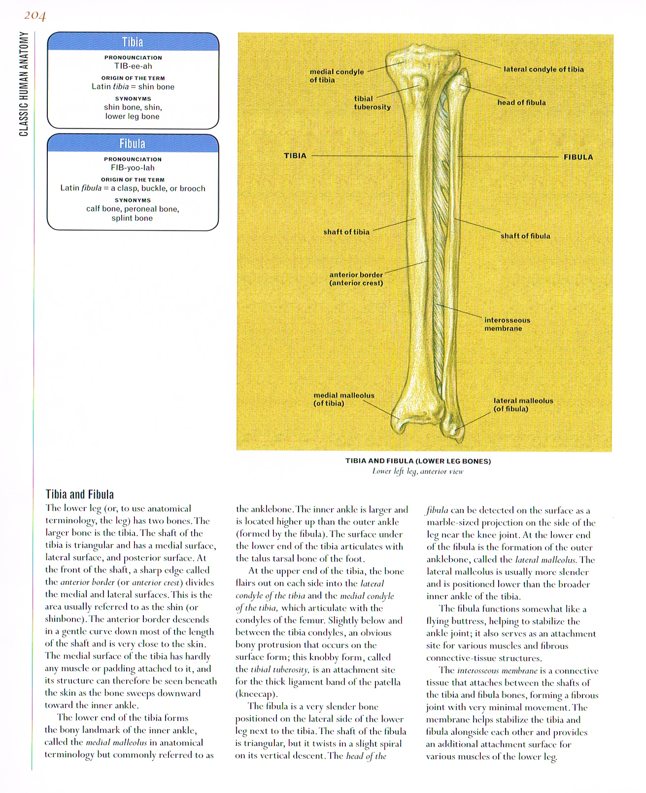 classic human anatomy,valerie l winslow,tibia and fibula drawing, tibia and fibula, leg anatomy,