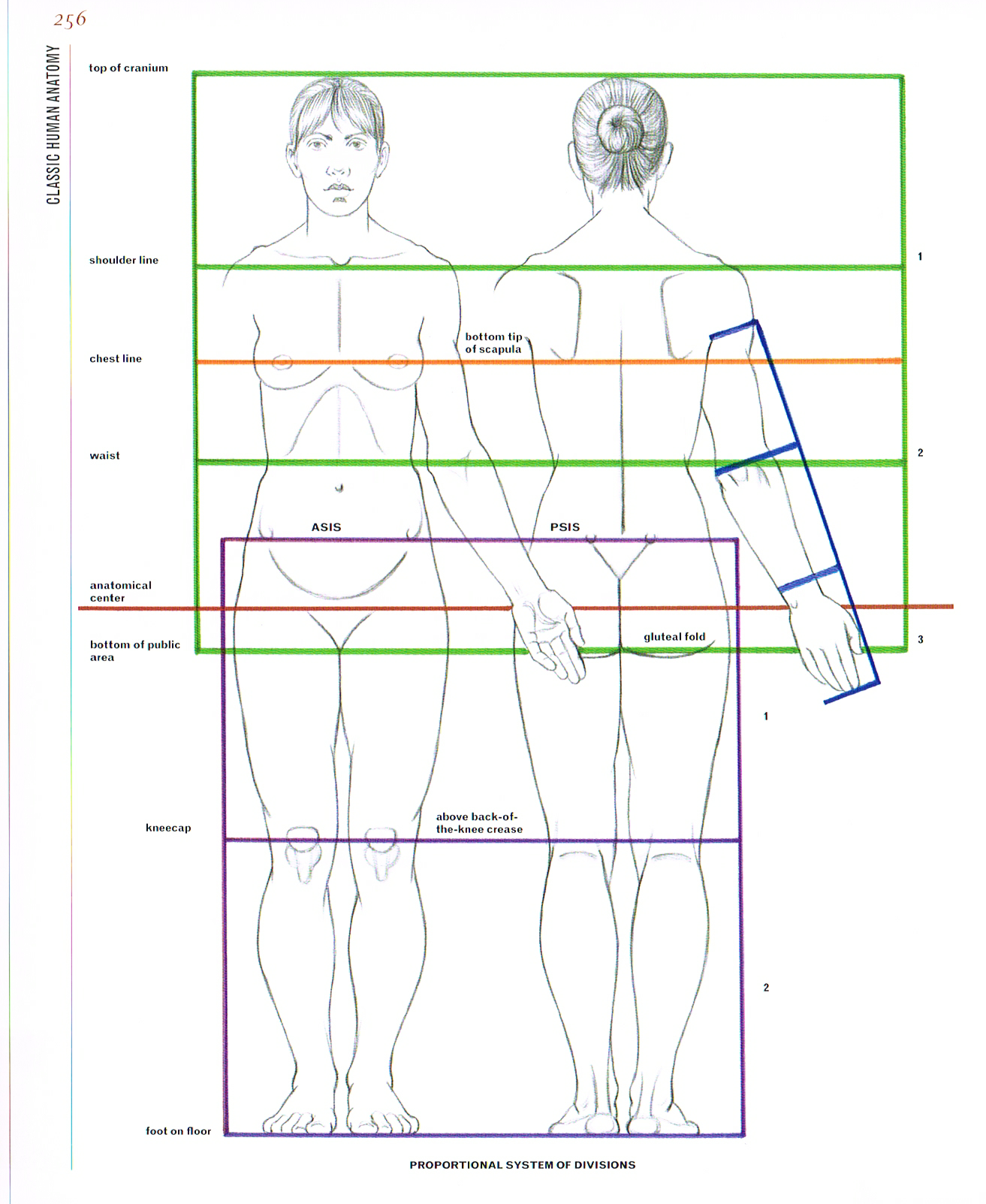 classic human anatomy,anatomy for art,anatomy drawings,anatomy proportions seven and a half heads tall chart,anatomy height chart,female anatomy chart