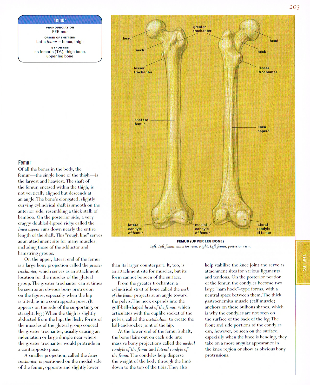 classic human anatomy,valerie l winslow,femur drawings, anatomy femur
