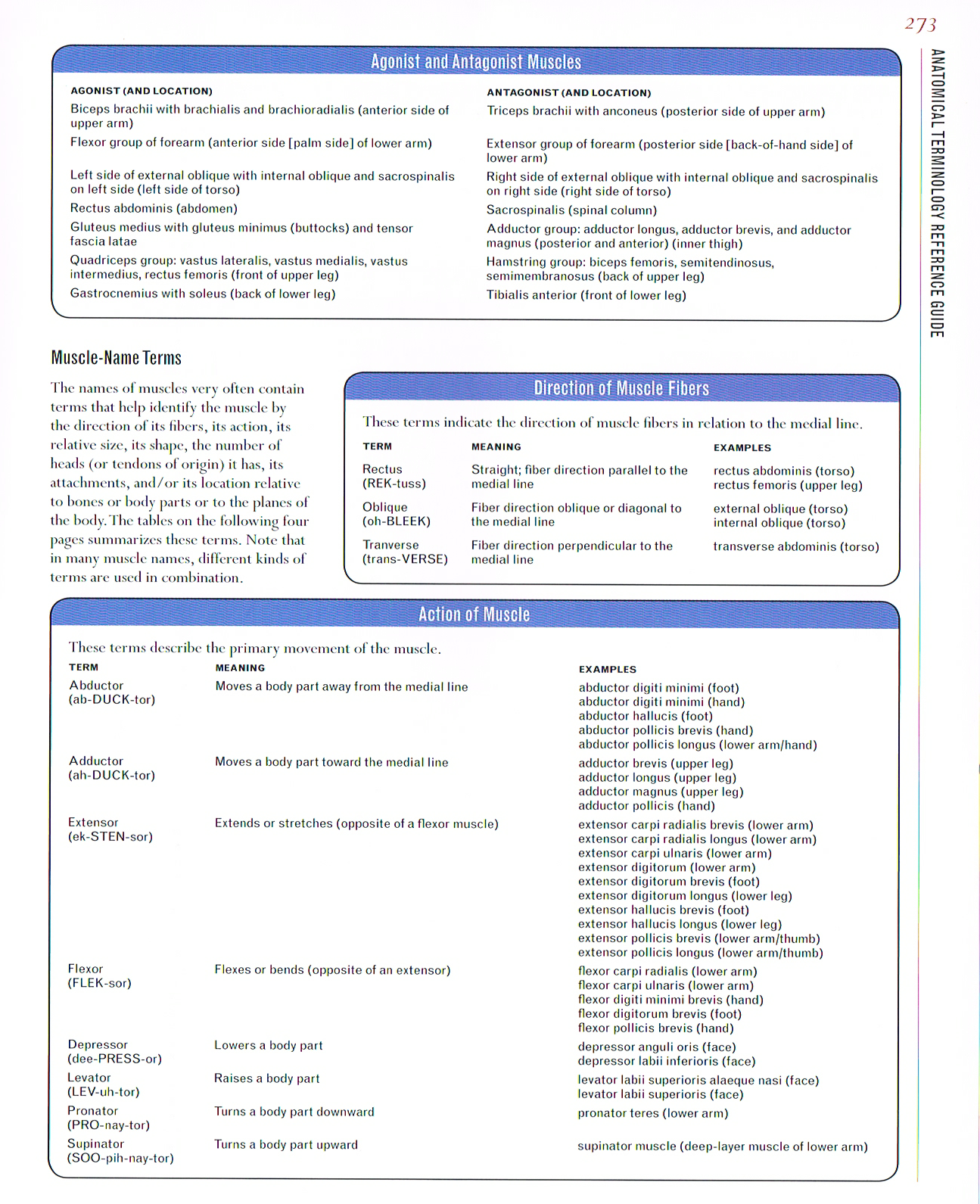 classic human anatomy,anatomy art,anatomical terminology guide,valerie l winslow,anatomy terminology