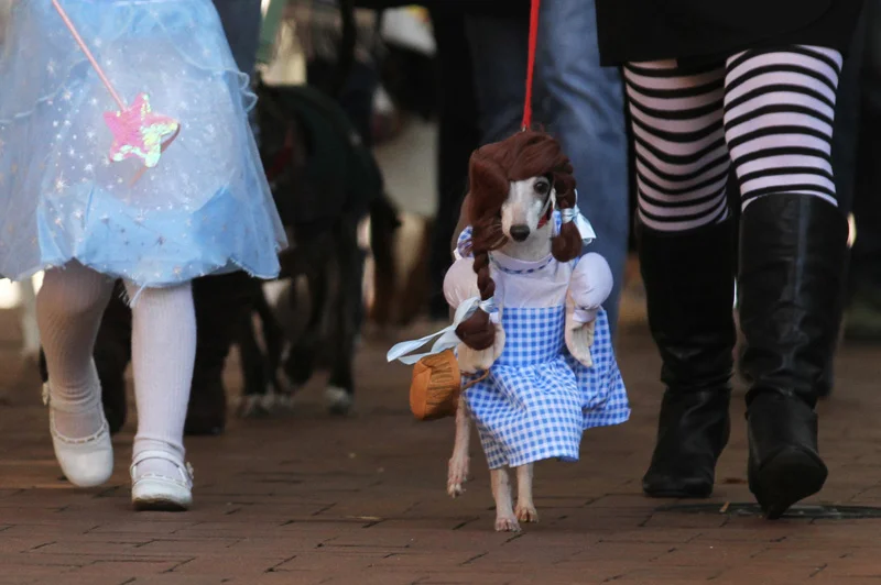 Dorothy, played by Rocko Henson, walks in the costume parade between Glinda the Good Witch of the North and The Wicked Witch of the West as part of the 4th Annual Doggie Howl-O-Ween event on the Downtown Mall in Charlottesville, Va. Sunday, Oct. 30, 2011. Copyright: The Daily Progress