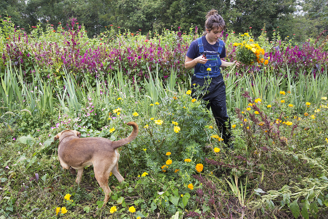  Nellie Ashmore picks marigolds while her dog, Brodie, frolics next to her at her family’s farm in Clarksville, Ohio, Wednesday, Sept. 25, 2013. Ashmore grew up farming with her family who own That Guy's Family Farm. The family sold cut flowers in ad