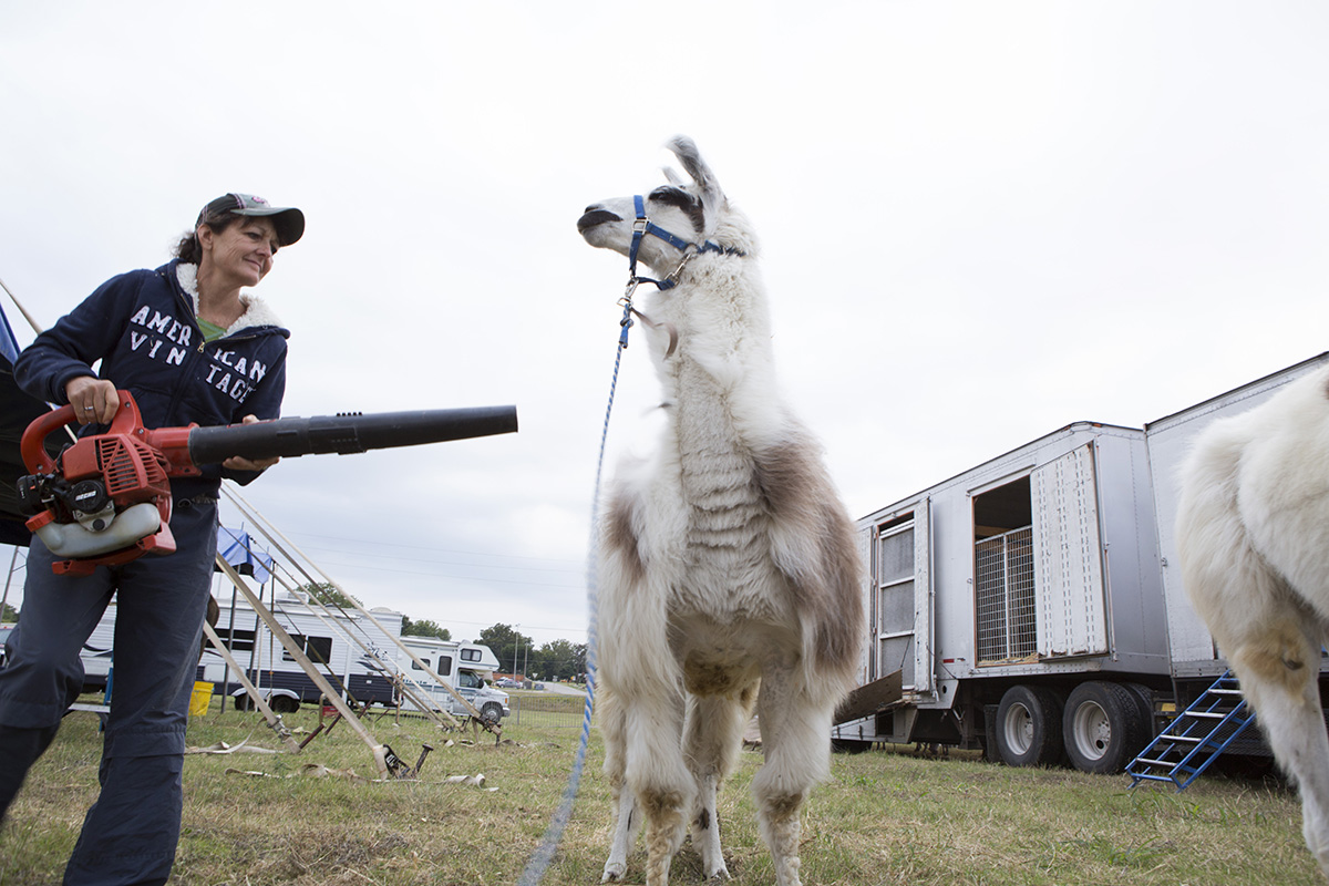 Carolyn Rice grooms the llamas using a leaf blower. Rice and her husband Mike Rice train and perform with the animals in the show.