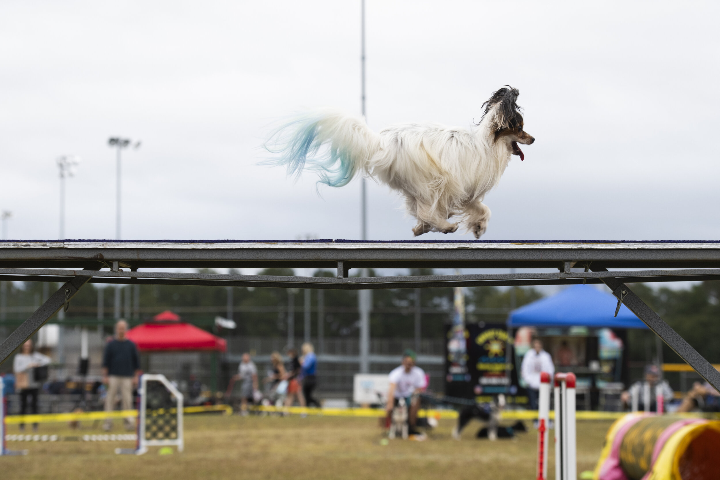  Ezion goes through the agility course during a demonstration by VIP Dog Sports at 36th Annual Bark in the Park festival in Sunset Park in Mauldin Saturday, Oct. 26, 2019. (The Greenville News) 
