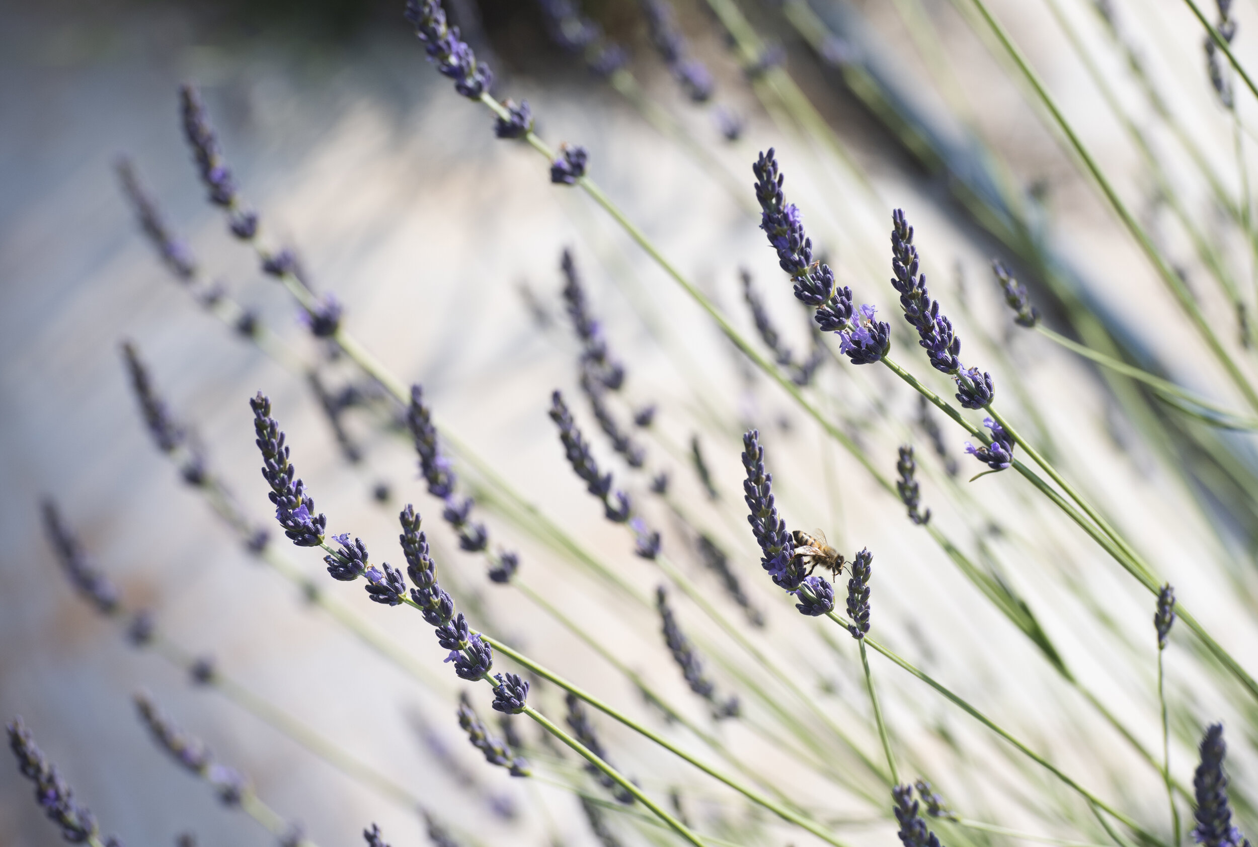  Lavender grows at Twin Creeks Lavender Farm June 3, 2019. (The Greenville News) 