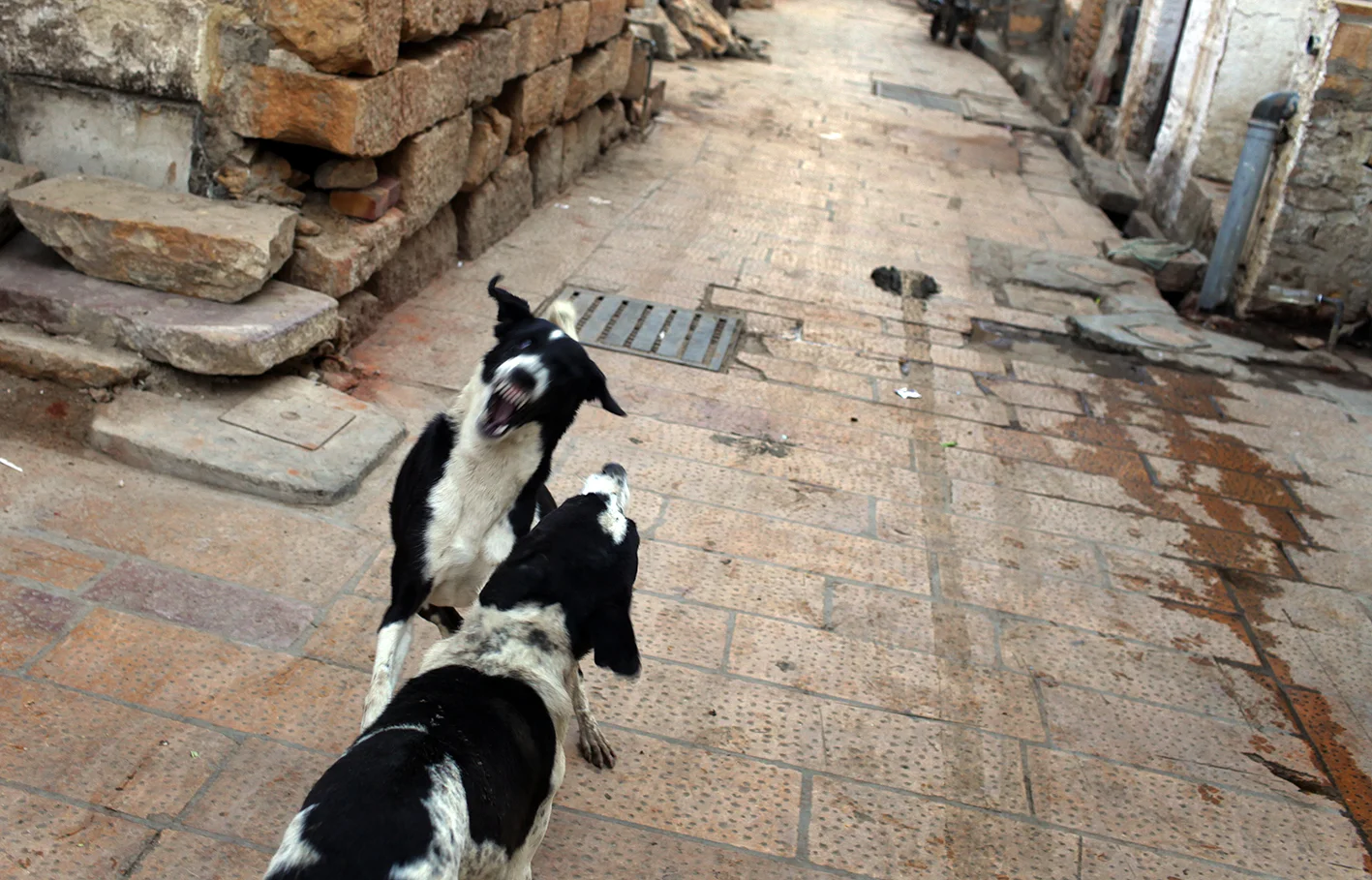 bbe-india 53 of 95.JPG