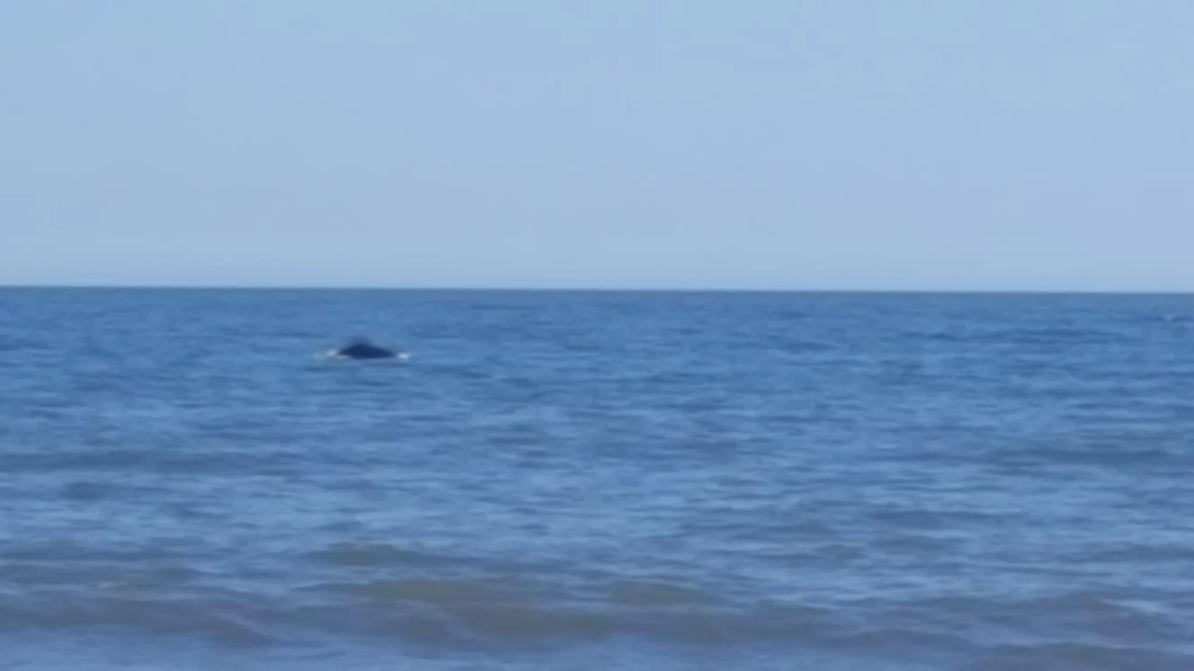 Dolphin watching at St Anne's 