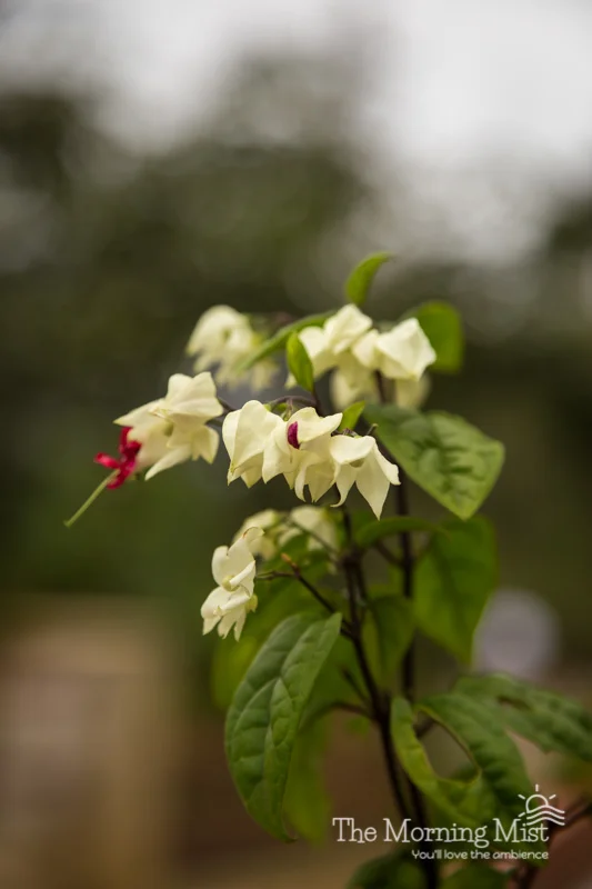 tmm_focus-006.jpg