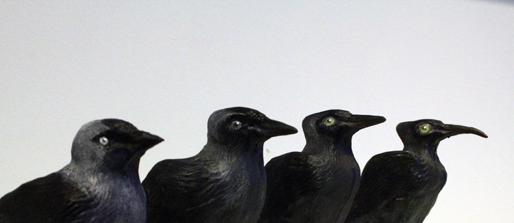 Field, 2015. *Mutations of Eurasian Jackdaw (Corvus Monedula), in a gradual shift over 4 sculpture iterations. Eyes enlarged for better sight as ash clouds cover the sun, legs elongated as habitats are flooded, colour slowly changing to dark green for protection in new swamps, as they become land bound. Beak elongated as feeding habits change.
