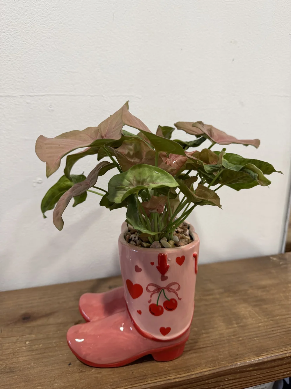 Cherry Boots Planter with Syngonium Neon
