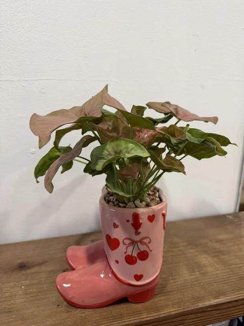 Cherry Boots Planter with Syngonium Neon