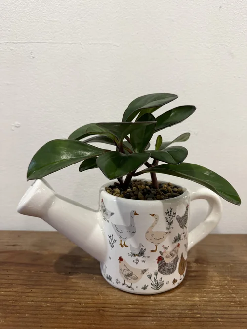 Chicken Teapot Planter with Peperomia Red Edge Plant