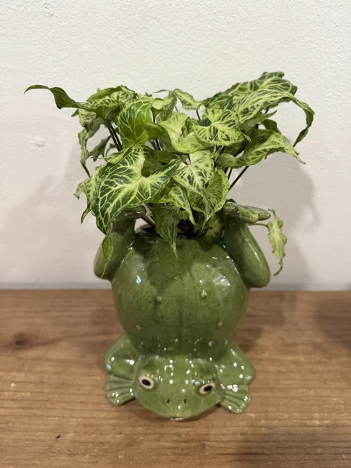 Upside Down Green Frog with Syngonium