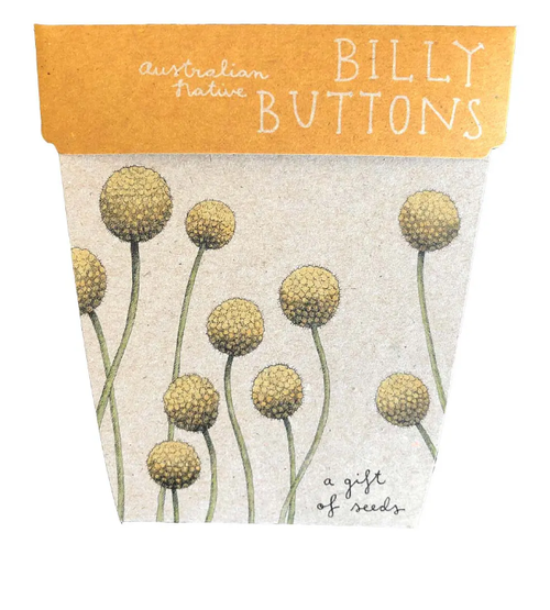 Billy Buttons Gift of Seeds