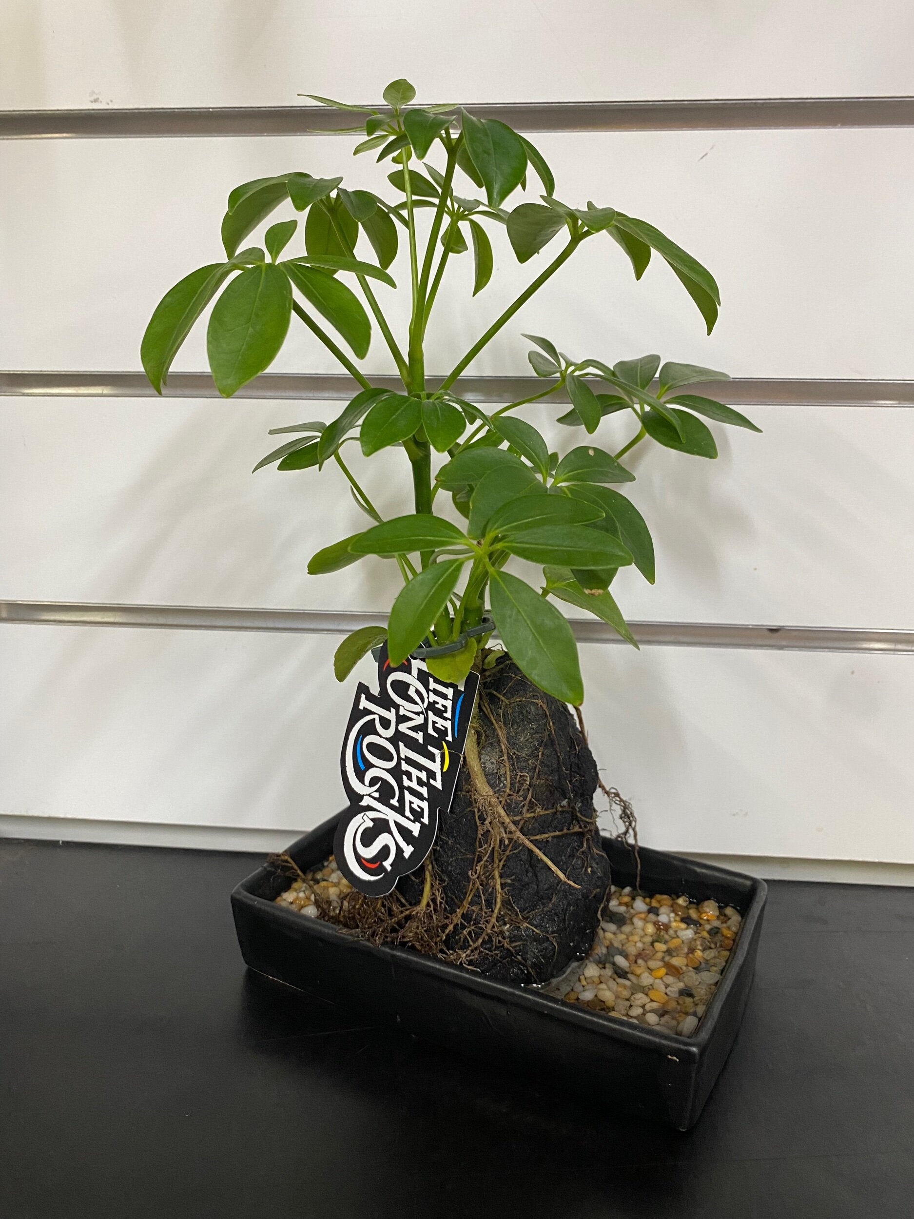 1ED0F446-2717-44FA-85B0-5A35D463E73E