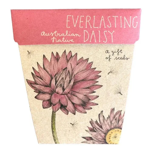 Everlasting Daisy Gift of Seeds