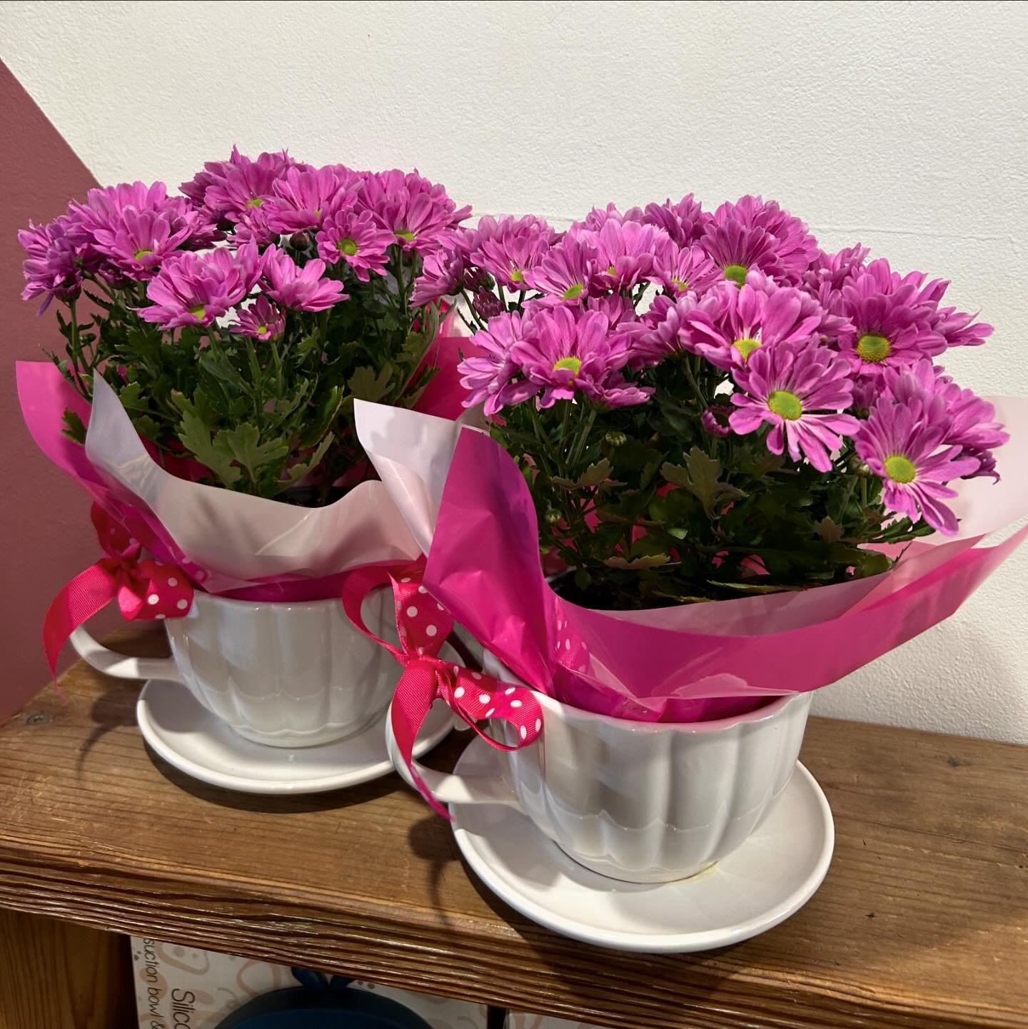 The Chrysanthemum (Chrysanthemum paludosum) is one of the most popular Mother&rsquo;s Day Gifts, not only because it has the word &lsquo;mum&rsquo; in its name, but because they are long flowering, easy to grow and are absolutely beautiful.&nbsp; The