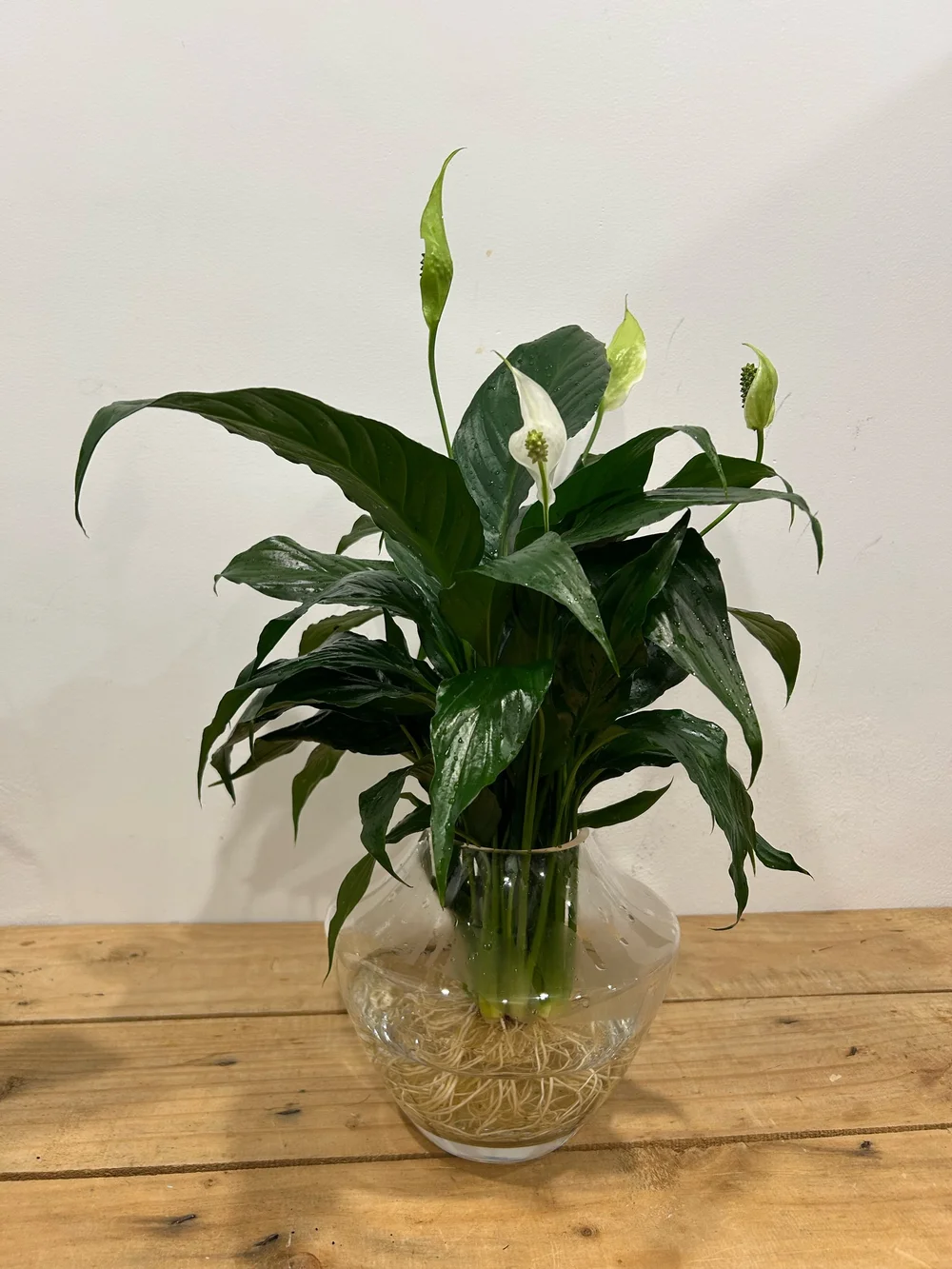 Hydro Peace Lily in Vase  Gatton Florist and Gifts