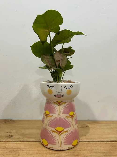 Syngonium in Pink Lady Planter