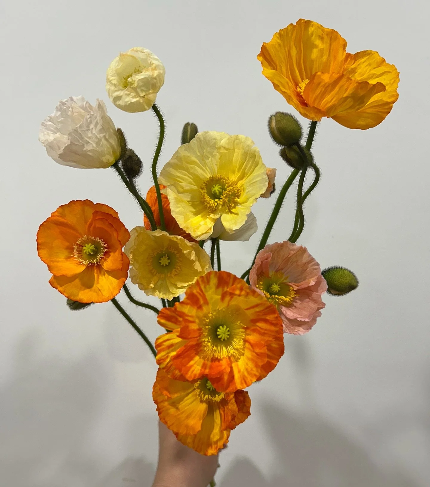 Flowers may not change the world, but they can brighten a day in the most beautiful way.

Spoil yourself or a friend today 💐🫶

This week&rsquo;s Market Bunches
Poppies, Ranunculus, Sunflowers, Asiatic Lilies, Oriental Lilies, Spray Roses and Static