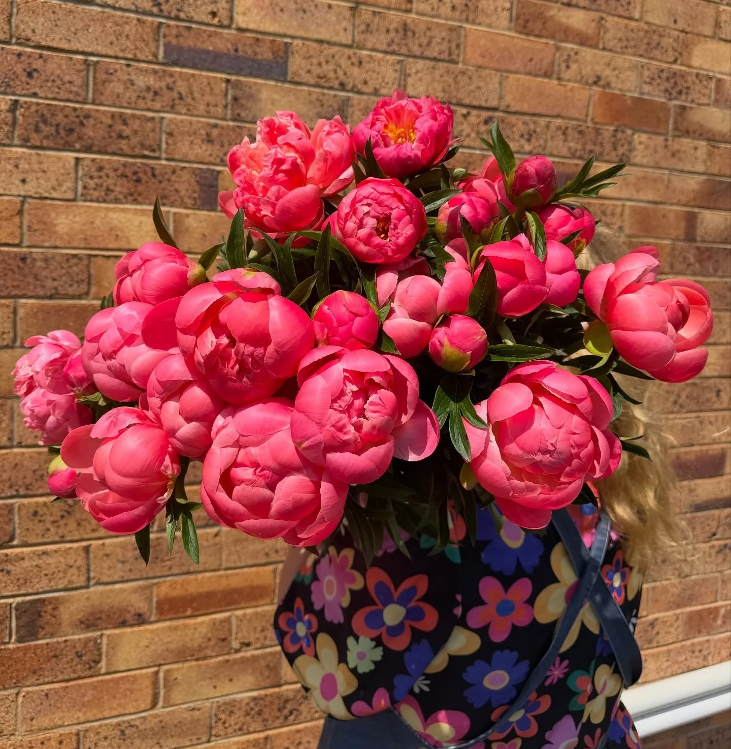 Peony season is officially begun 🩷 &amp; they have arrived in store @gattonfloristandgifts !

Peonies are a seasonal favorite in Australia, with their peak bloom occurring in November! These stunning flowers thrive in the cooler temperatures of late