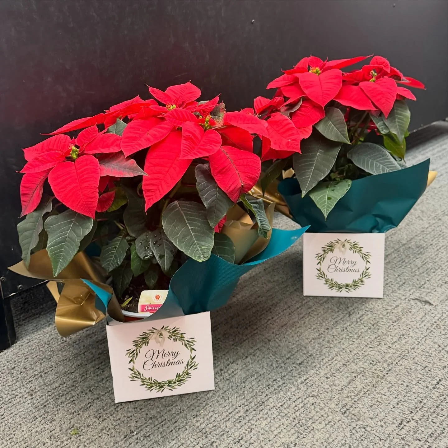 Poinsettias have arrived 🎄✨
These festive beauties are the ultimate Christmas plant. Bright, cheerful and perfect for adding a pop of red to your home or gifting to someone special.

Pop in and choose your favourite while they&rsquo;re looking their