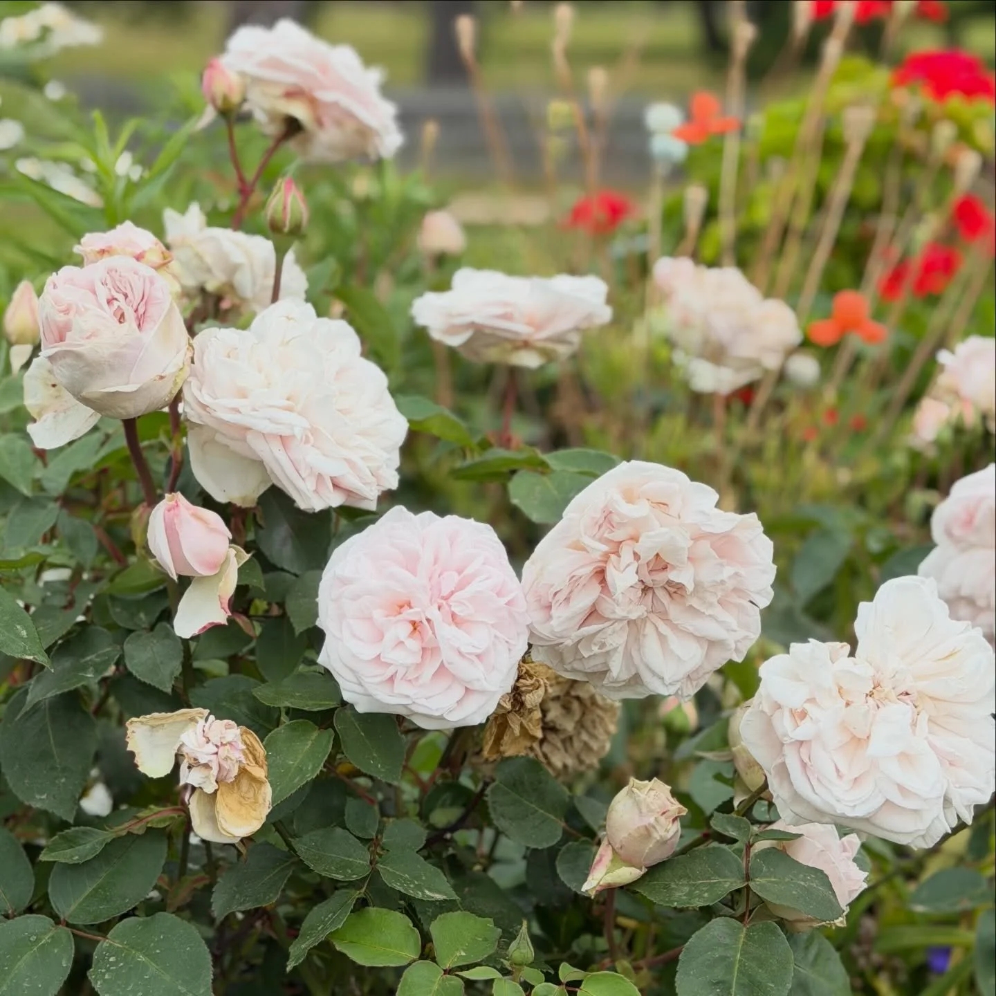 We&rsquo;re reopening this Monday and our website is back ON 💻🌸
Fresh blooms will be flowing and our Florist&rsquo;s Choice arrangements are ready to do what they do best &mdash; surprise and delight.

Jump online to order or pop in and see us from