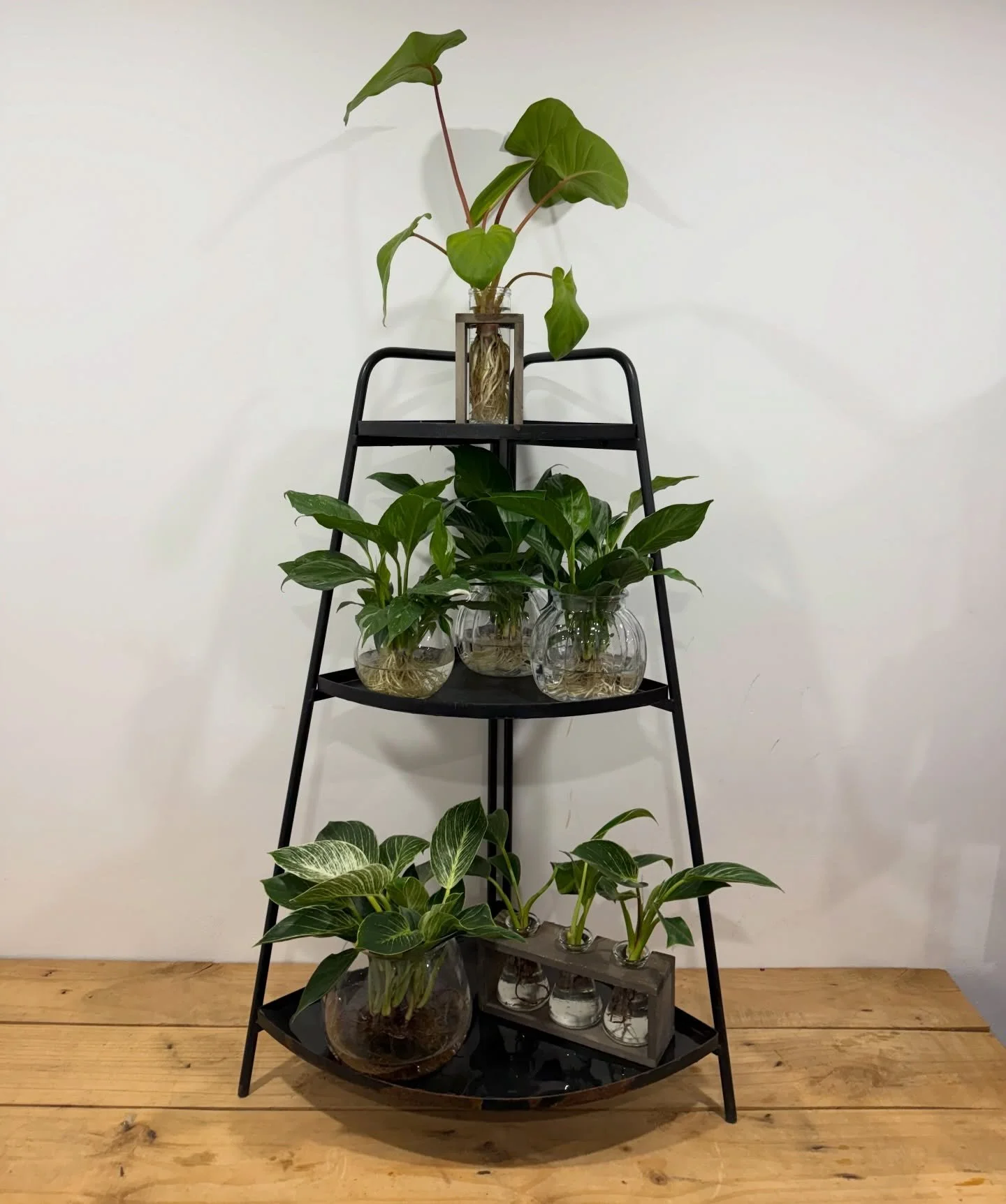 HYDRO PLANTS 🪴 💧

No soil.
No mess.
Low maintenance.

Just clean, simple greenery growing beautifully in water.

Perfect for desks, kitchens, bathrooms or anyone who wants plants without the fuss 🌿

Pop in store to see our hydro range and let us s