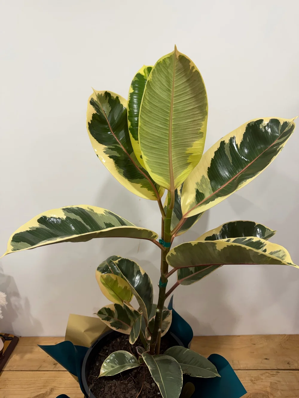 Ficus Tineke