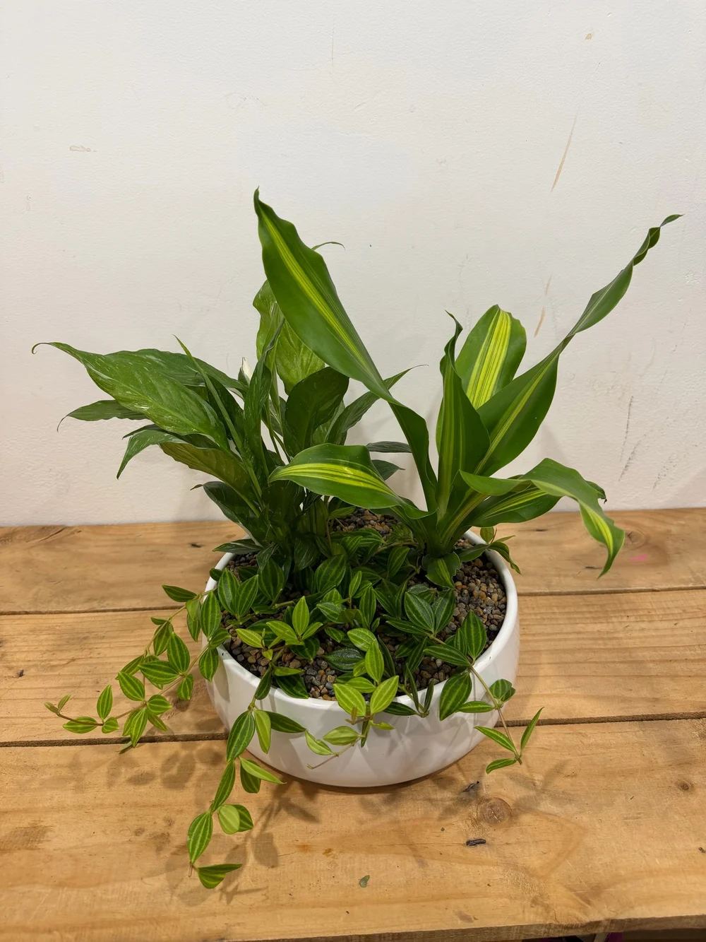 House Plant Trio - Peace Lily Domino, Dracaena Marley and Peperomia Diamond