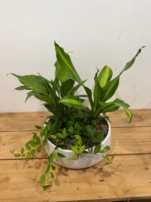 House Plant Trio - Peace Lily Domino, Dracaena Marley and Peperomia Diamond