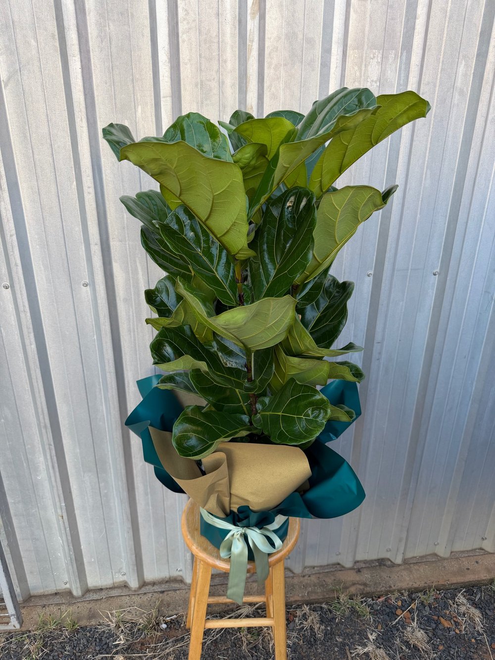 Fiddle Leaf