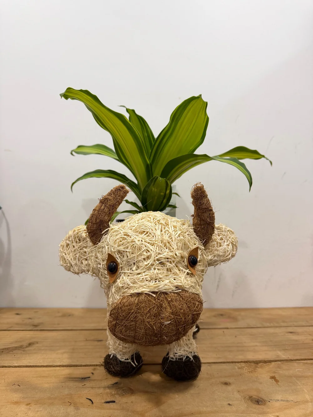 Rattan Cow Planter with Dracaena Marley