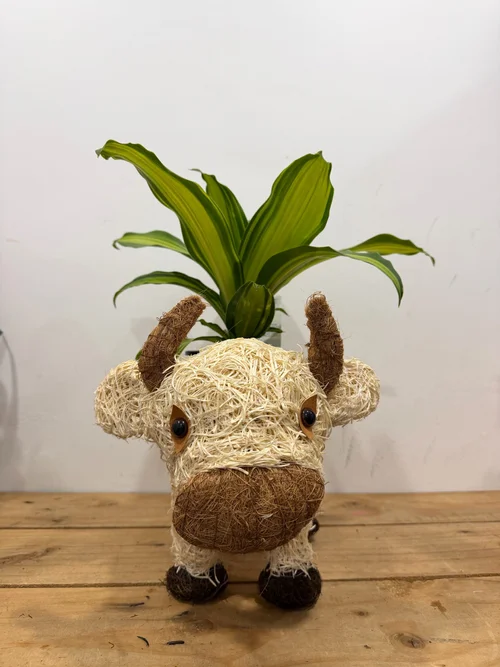 Rattan Cow Planter with Dracaena Marley