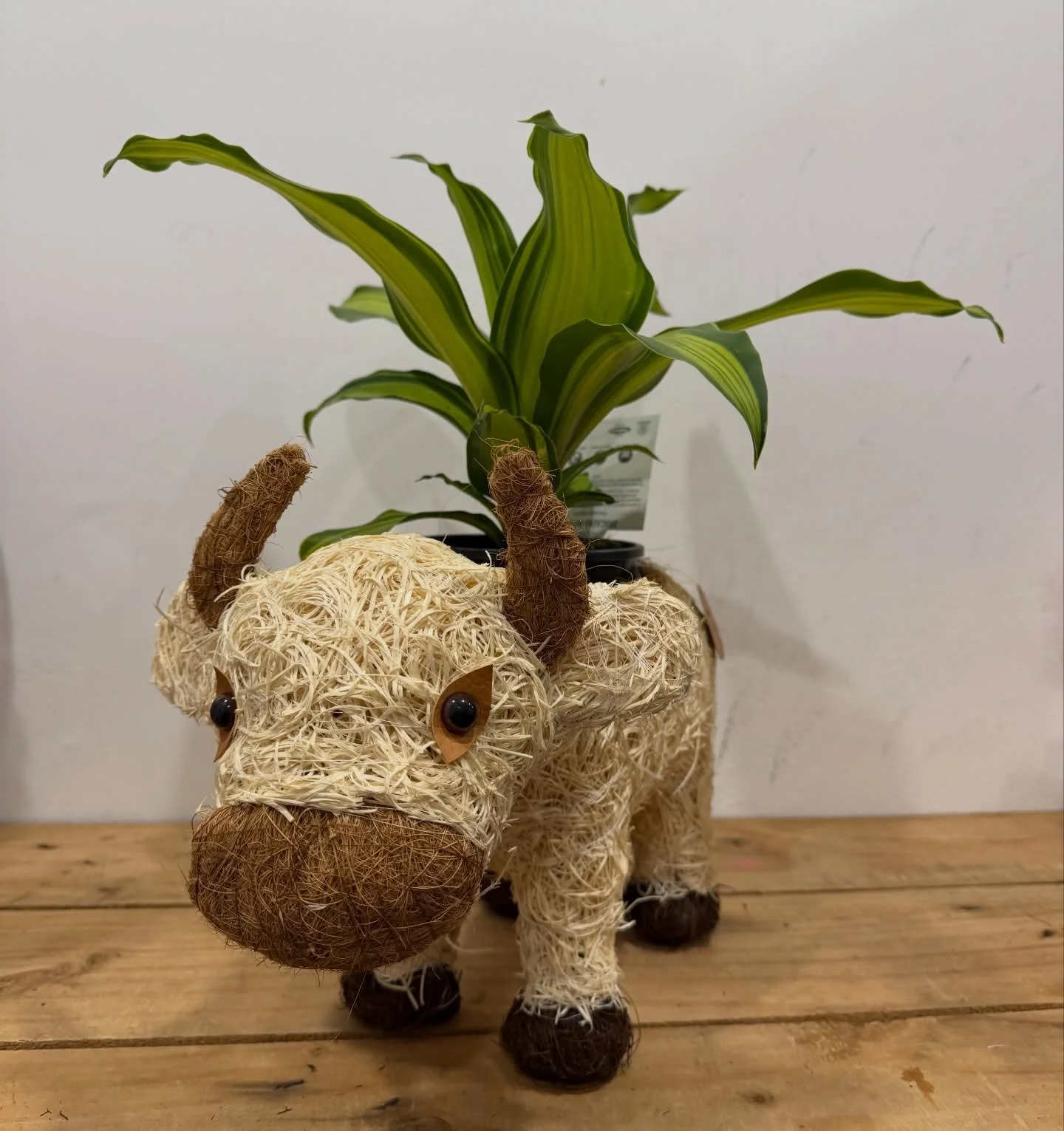 Restock alert 🚨🌿
New leafy babies + the quirkiest pots you didn&rsquo;t know you needed (but absolutely do).

Grab our combos or create your own in store now. 

🏡 12 Railway Street, Gatton 

We deliver our Blooms, Hampers and Plants locally around