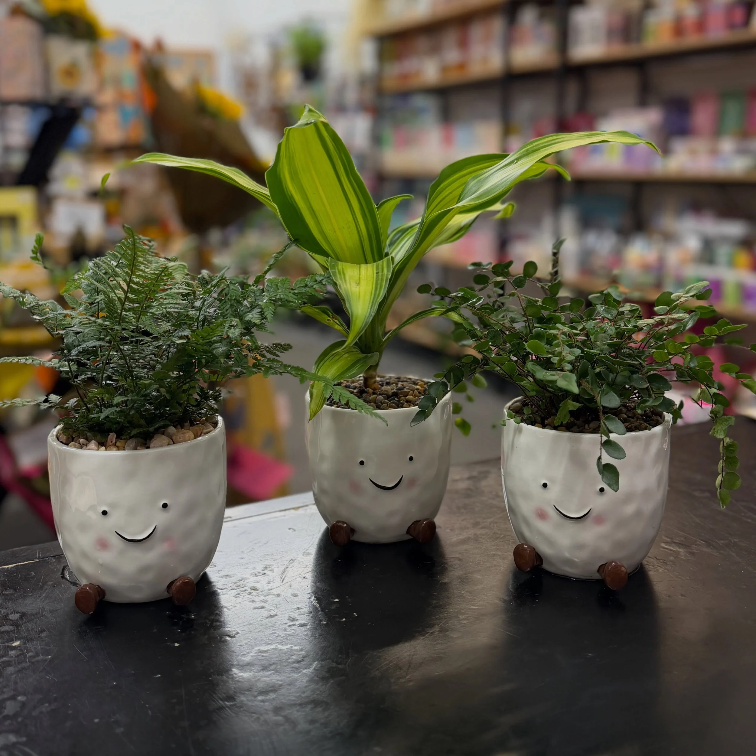 A fresh little plant and pot moment for your feed 🌿🪴

New arrivals in store now.
Pretty pots, happy plants, beautiful giftware, instant serotonin.

Warning: entering the shop may result in leaving with &ldquo;just one more plant&rdquo; 🌿😉