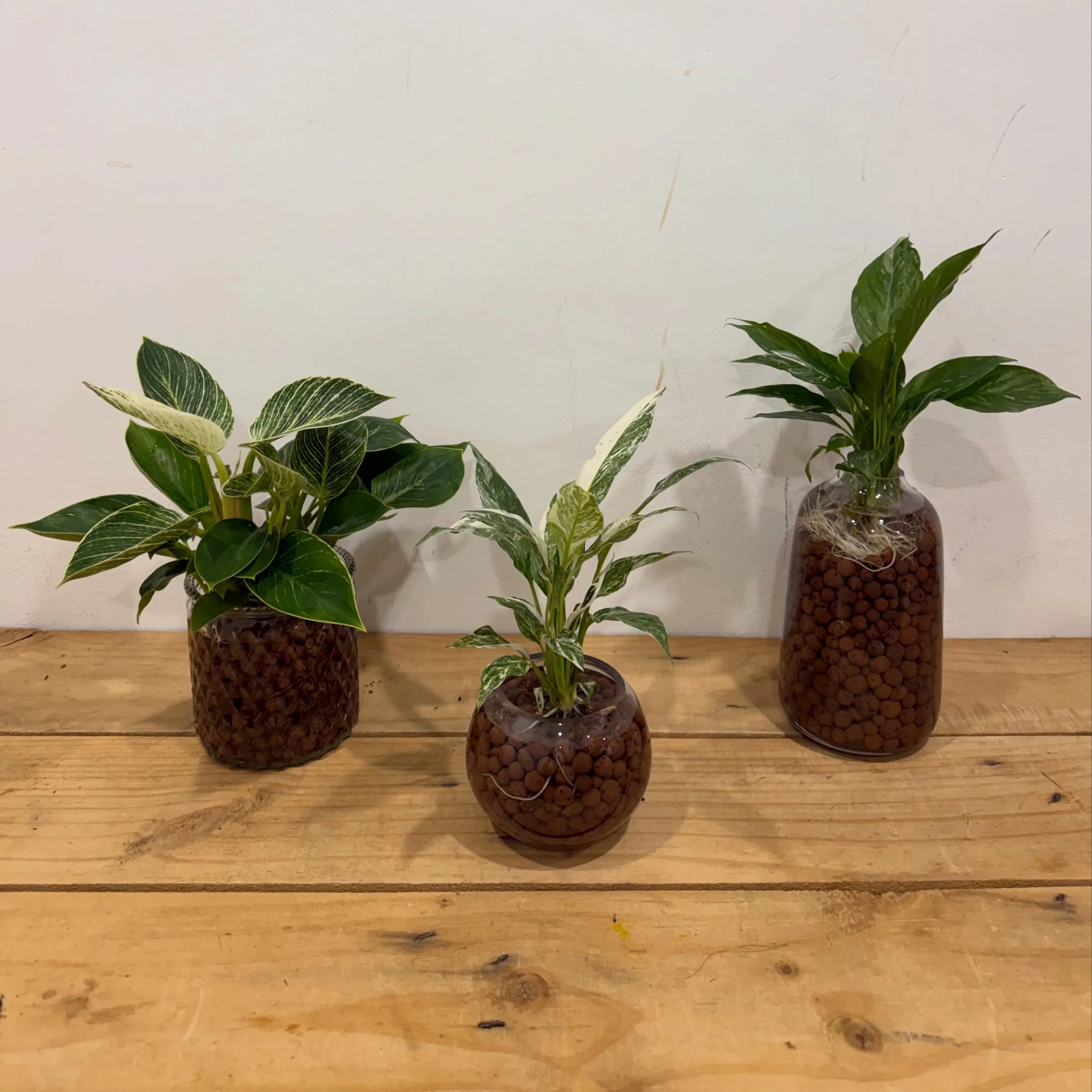 Why LECA? 💧🌱 
Better drainage, healthier roots, fewer pests and happier plants. It&rsquo;s hydro growing made simple!

The perfect finishing touch? 
A bottle of We the Wild Grow Tonic to help your plants thrive.

Hydro Leca Plants and We the Wild p