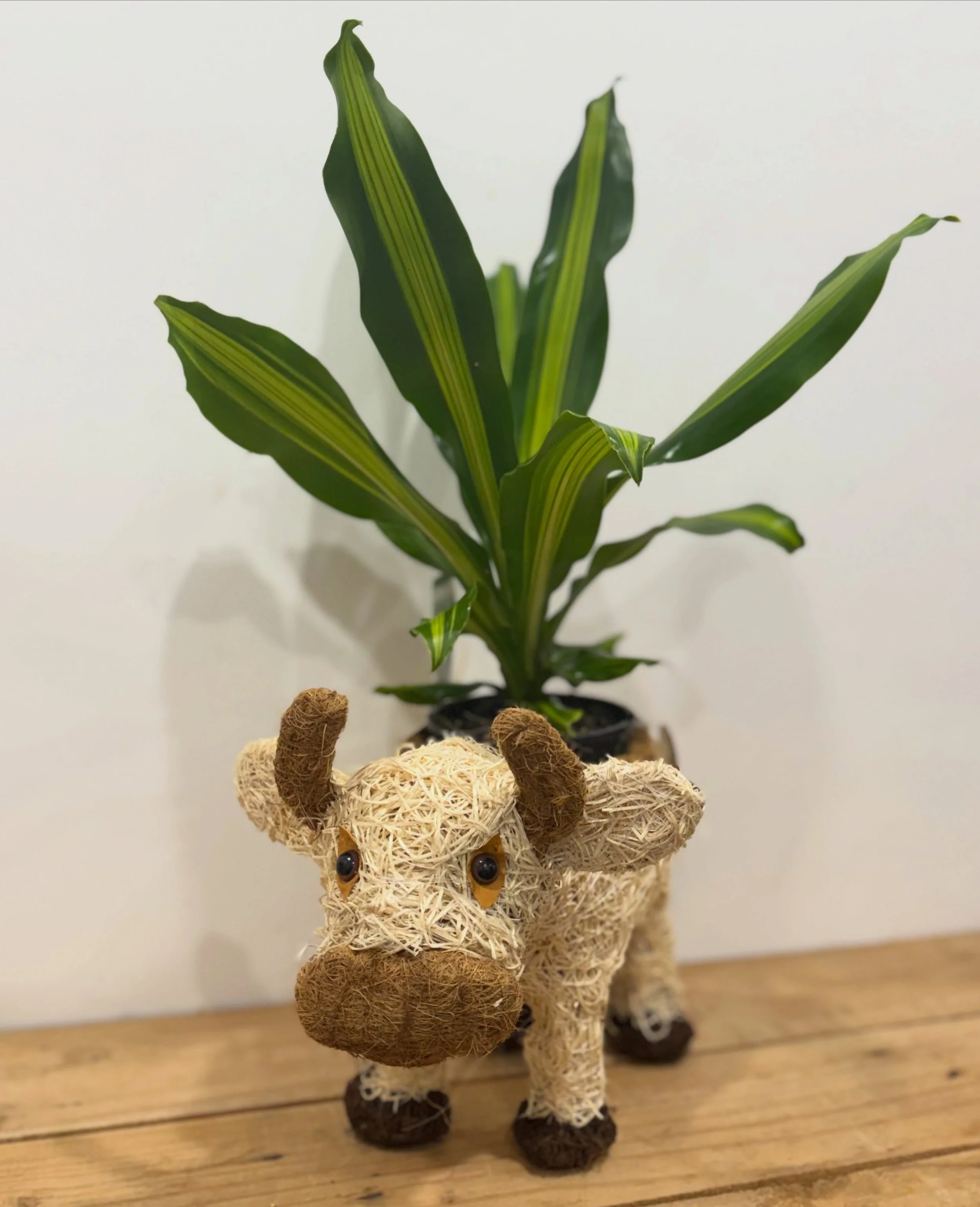 New Plants, New Pots, New Obsessions 🪴 

Our quirky indoor plant + pot combos have had a little restock and they&rsquo;re ready to find their new homes! 

Cute plants, fun pots and plenty of personality&hellip; because houseplants deserve fabulous o