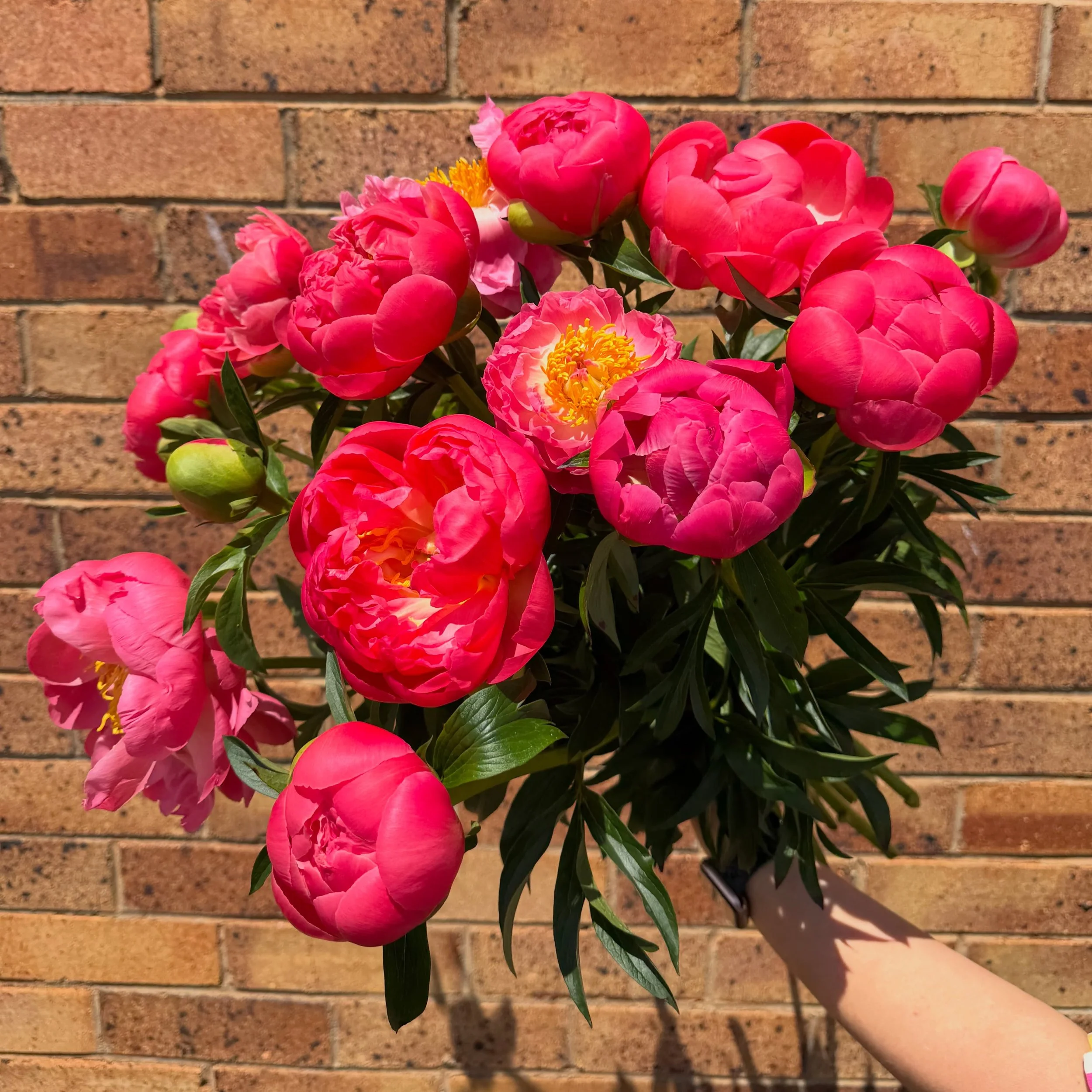 Peony season is officially begun 🩷 &amp; they have arrived in store @gattonfloristandgifts !

Peonies are a seasonal favorite in Australia, with their peak bloom occurring in November! These stunning flowers thrive in the cooler temperatures of late
