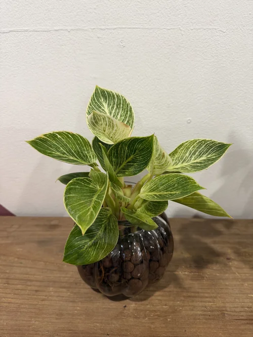 Hydro Philodendron Birkin with Leca