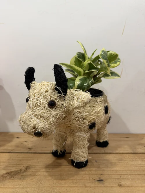 Black and White Rattan Cow Planter with Variegated Peperomia