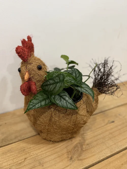 Chicken Planter with Monstera Siltepecana