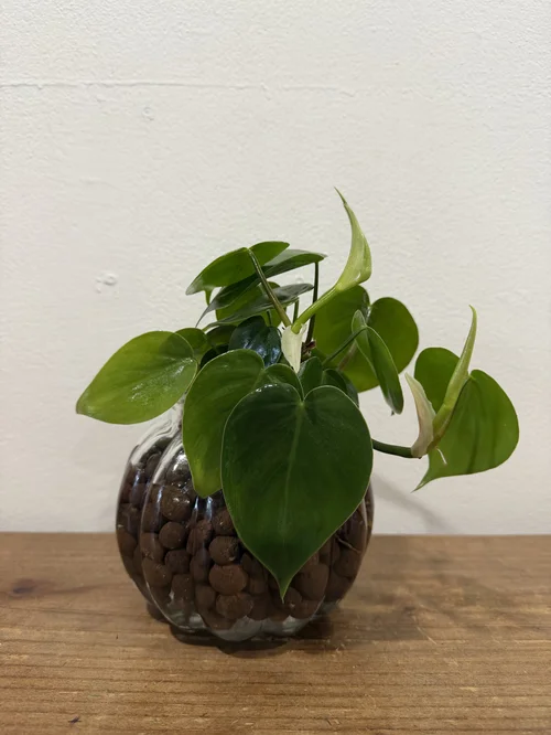 Hydro Philodendron Heart in Leca